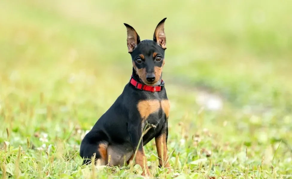 Pinscher sentado ao ar livre