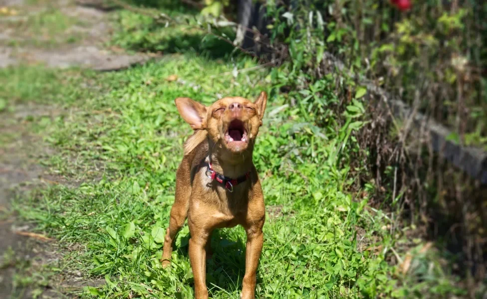 cachorro latindo ao ar livre