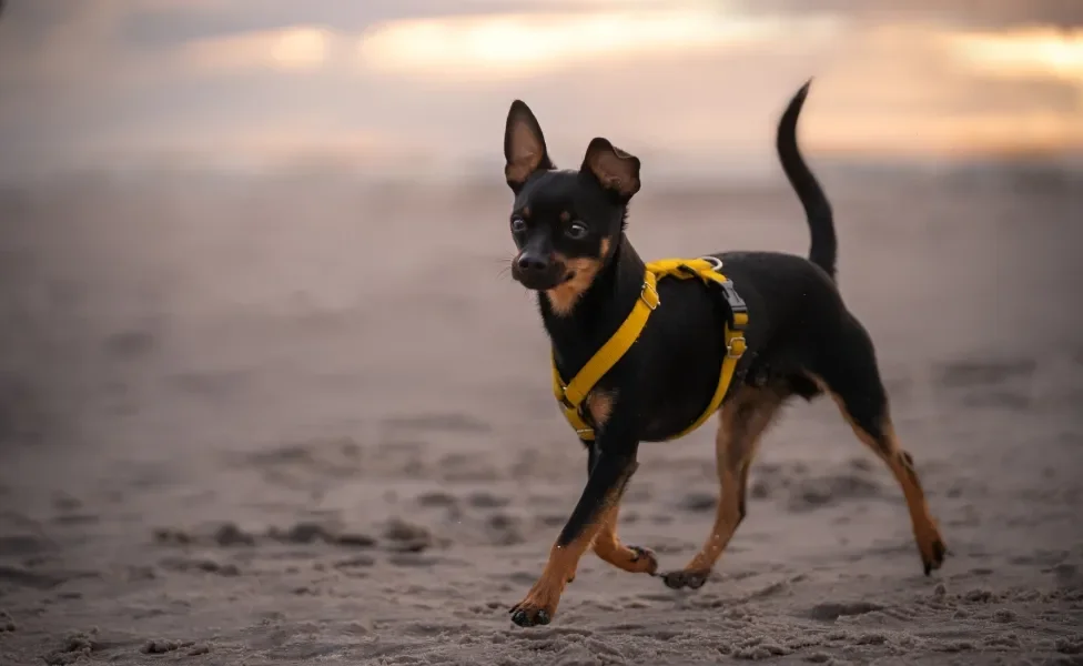 pinscher andando na praia