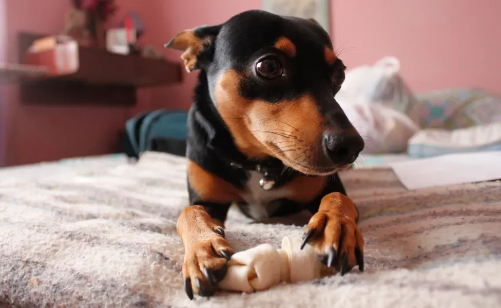 Cão Pinscher deitado em cama segurando um osso branco pequeno