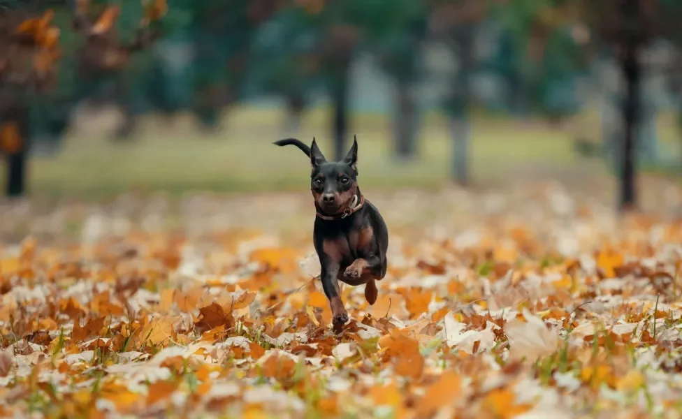 Pinscher correndo ao ar livre