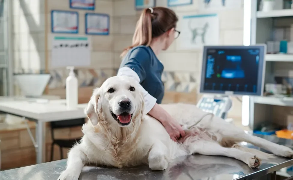 Cachorro em mesa de consultório durante ultrassonografia