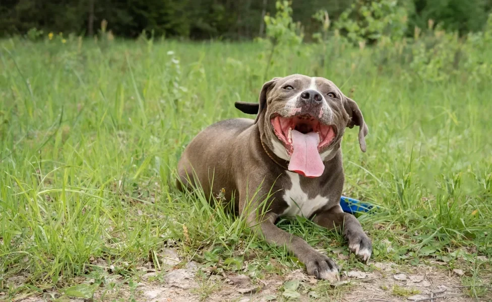 Pitbull deitado ao ar livre