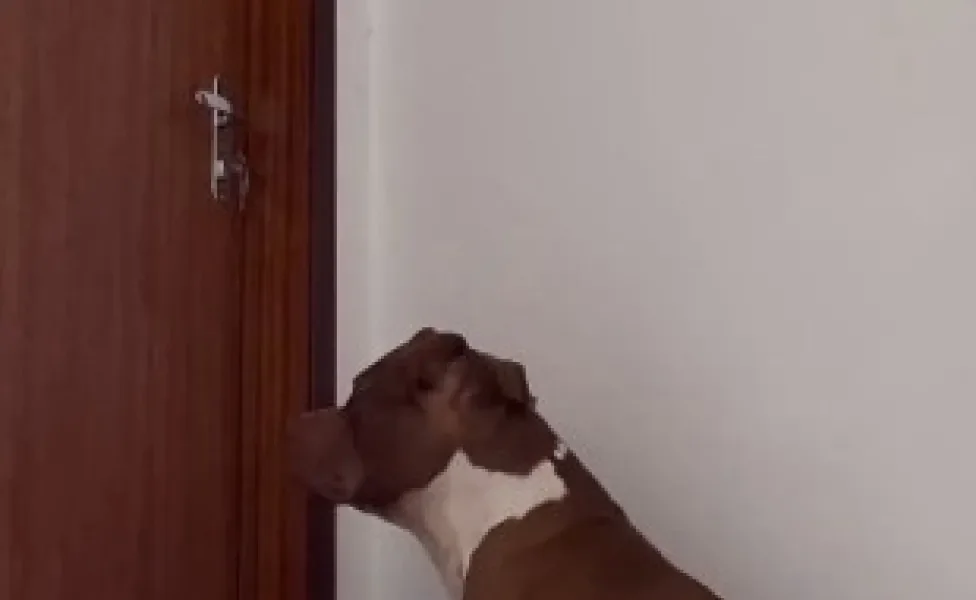 Cachorro e gato cinza com branco em frente a porta de madeira