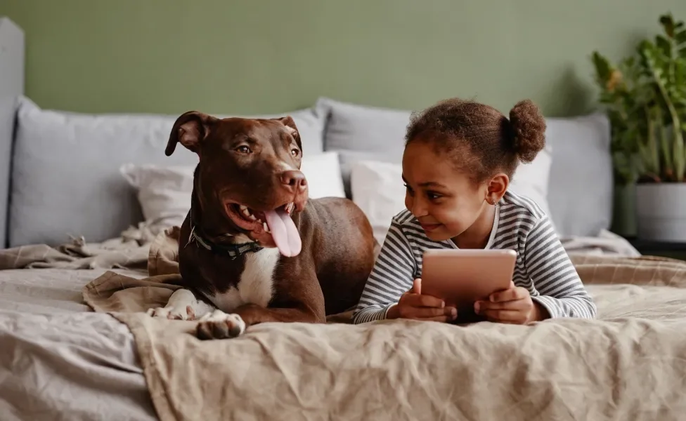 Menina deitada em cama junto de cão Pitbull marrom