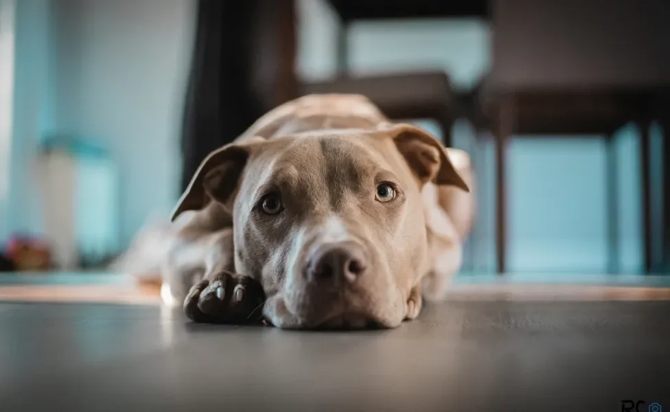 Cão Pitbull deitado no chão dentro de casa