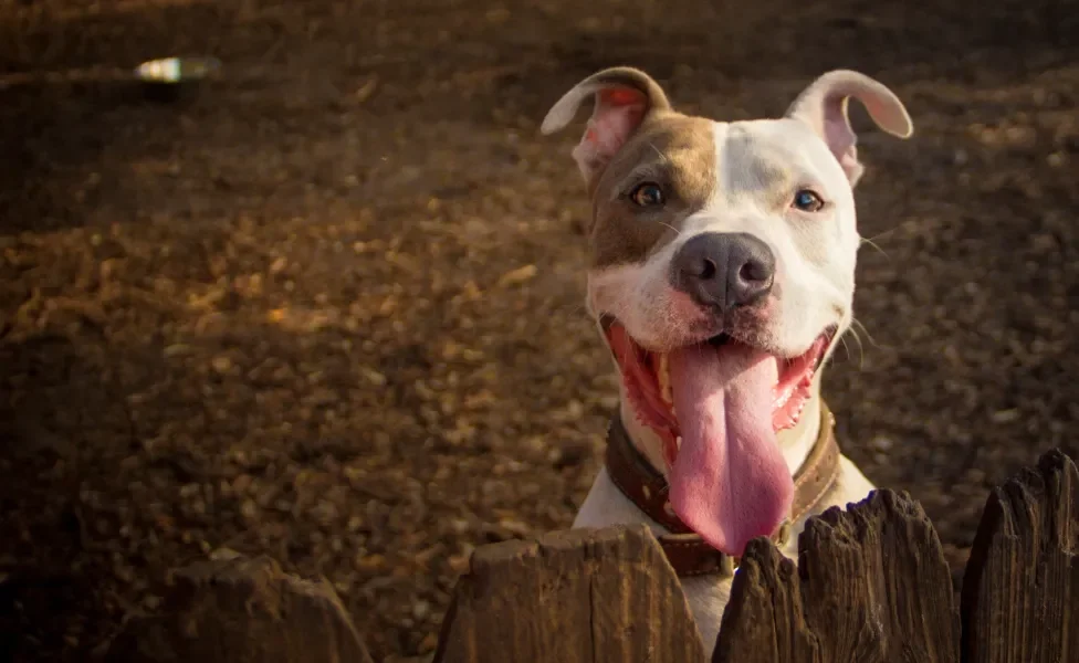 Cão Pitbull sorrindo com a língua para fora