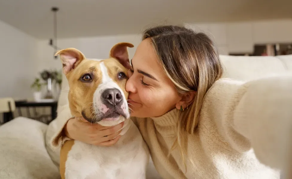 Cão Pitbull sendo abraçado e beijado por tutora dentro de casa