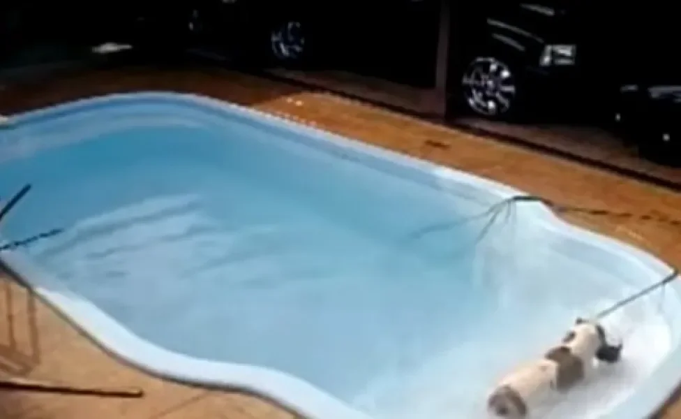 Pitbull dentro de piscina