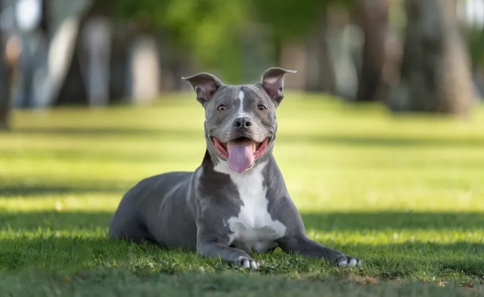 cachorro pitbull cinza deitado no gramado feliz com a boca aberta