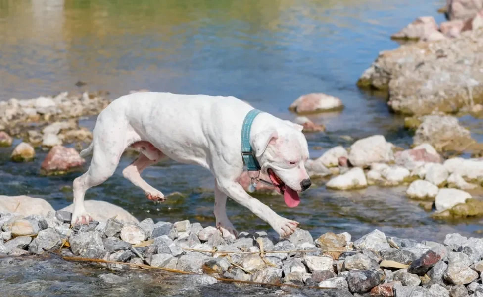 Pitbull em cima de pedras em rio ao ar livre