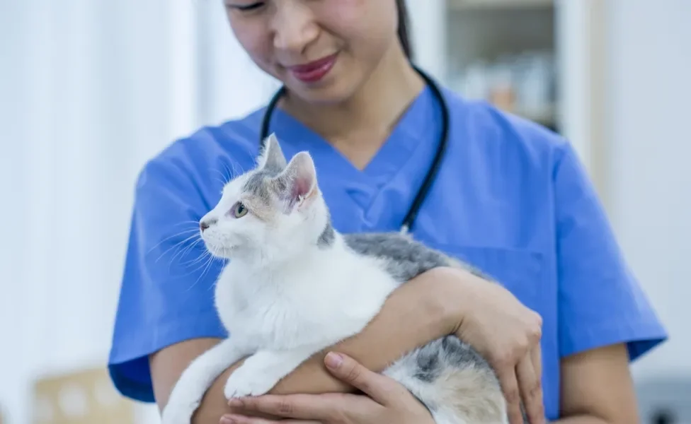 Gato no colo de veterinária asiática