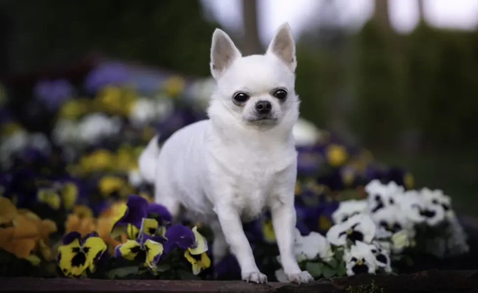 Chihuahua em meio a flores