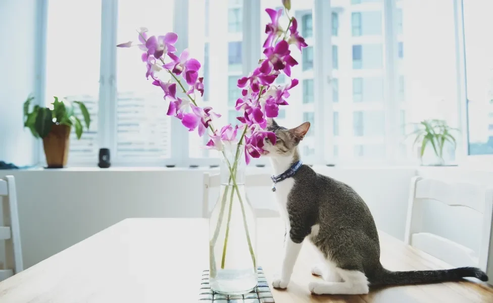 gato cheirando orquídea em cima da mesa