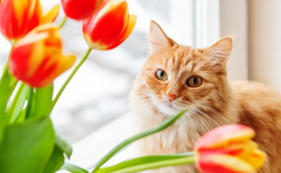 Gato laranja olhando para flores vermelho e amarelo