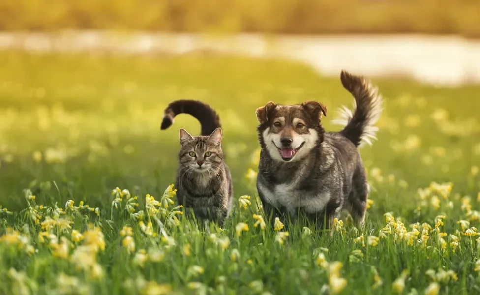 Gato e cachorro andam juntos no meio de plantas e flores