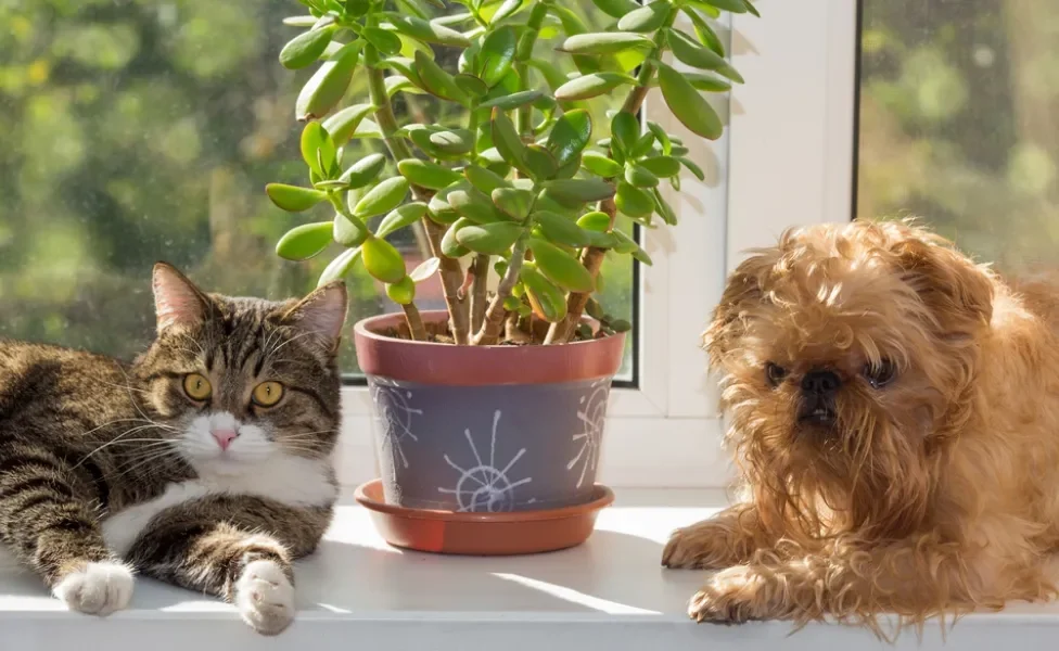 cachorro e gato perto de um vaso de planta