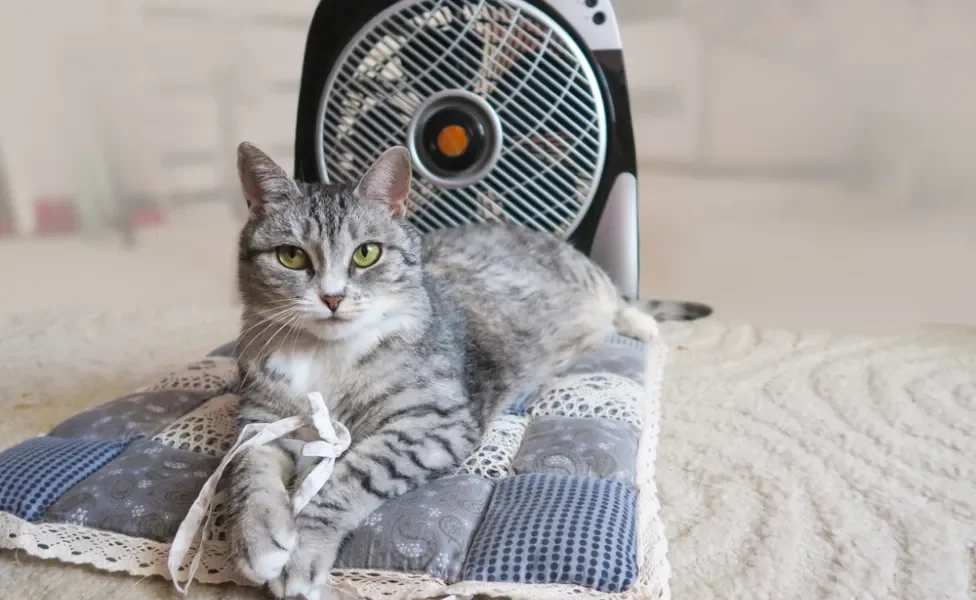 gato deitado em cima de tapete na frente de ventilador