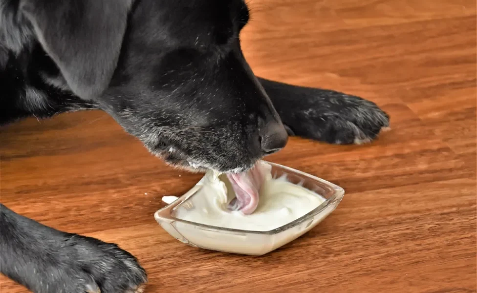 cachorro comendo iogurte