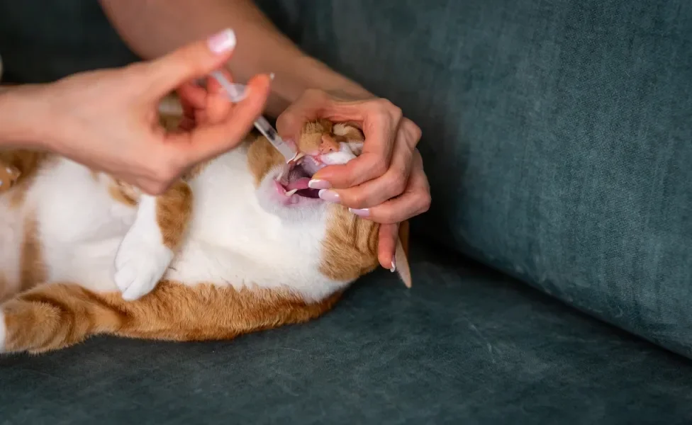 Tutora dando remédio na boca de gato laranja e branco com seringa