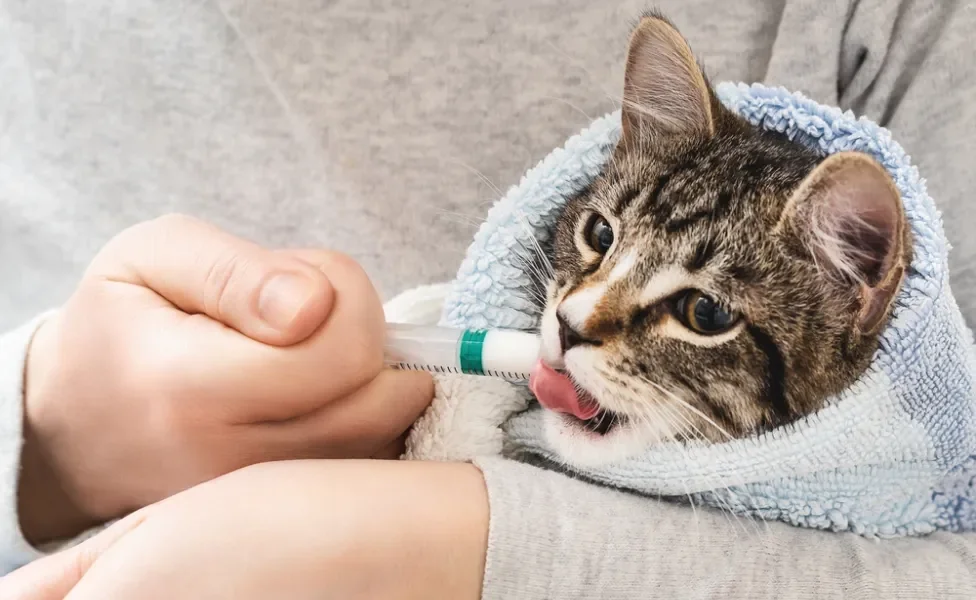 gato tomando remédio em gotas