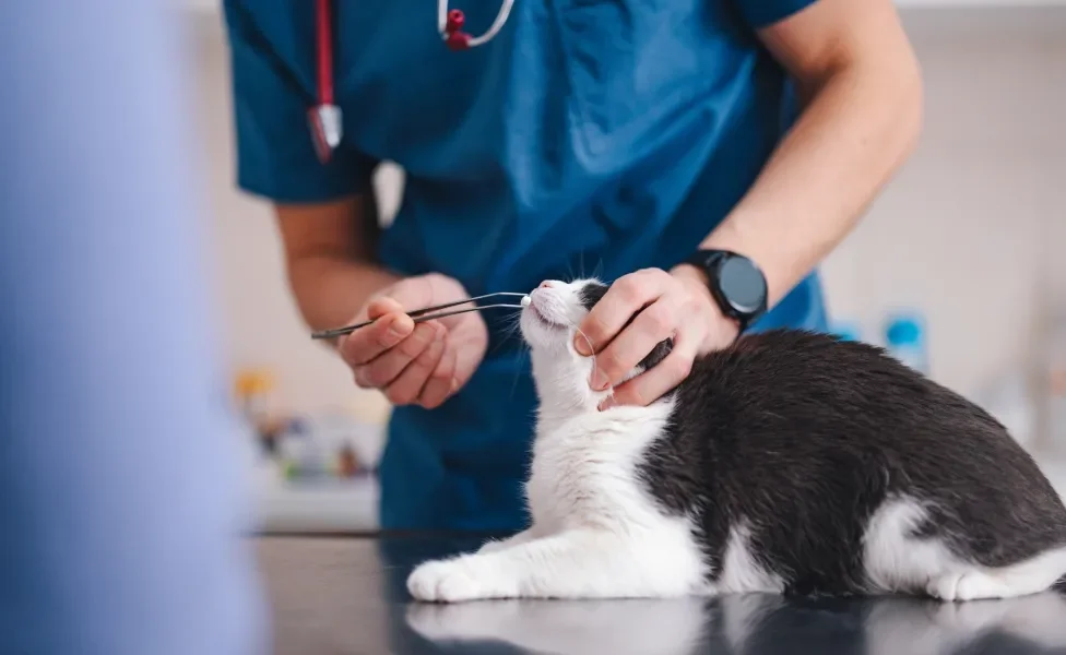 Médico veterinário dando comprimido na boca de gato branco e preto com uso de ferramenta