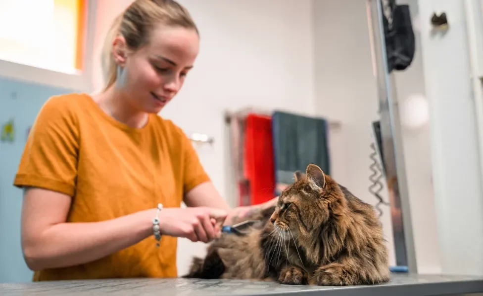 Mulher tosando gato peludo