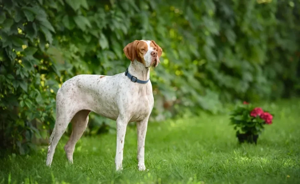 cachorro pointer inglês na floresta