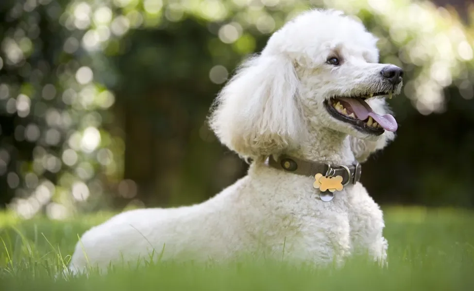 Poodle deitado na grama ao ar livre