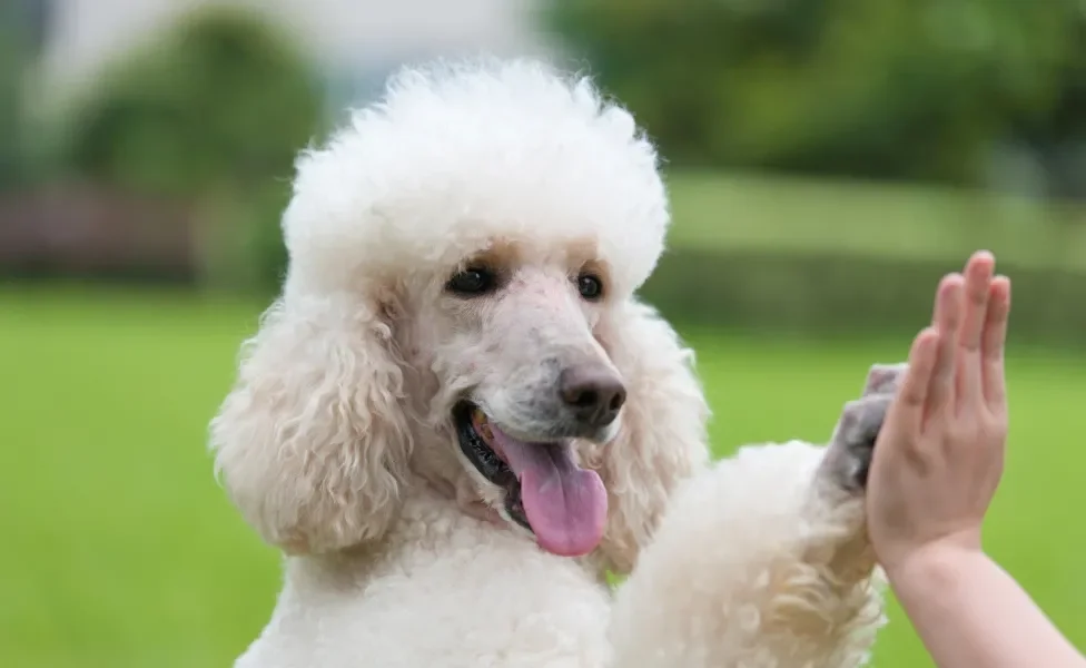 Poodle dando a pata a humano