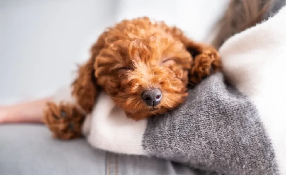 Poodle dormindo no colo de humano