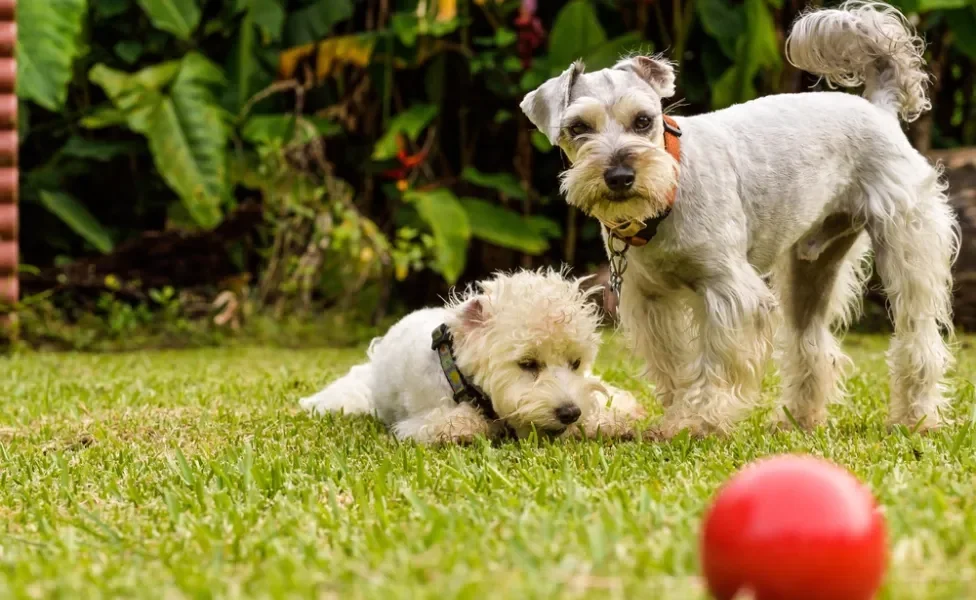 cachorro poodle e schnauzer no jardim