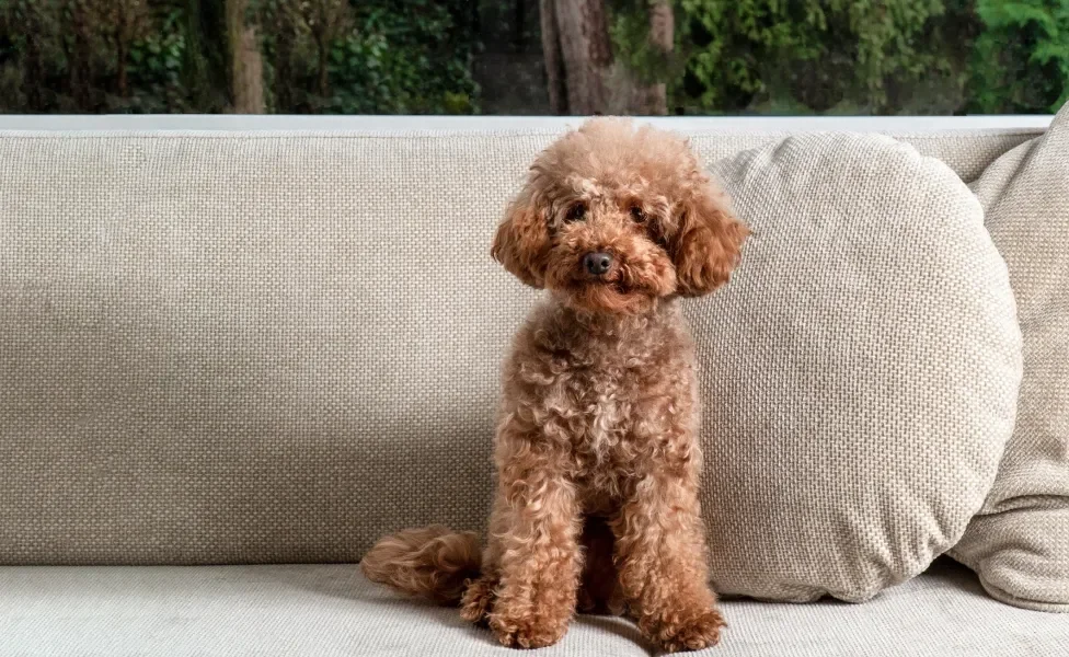 Cão Poodle sentado em sofá