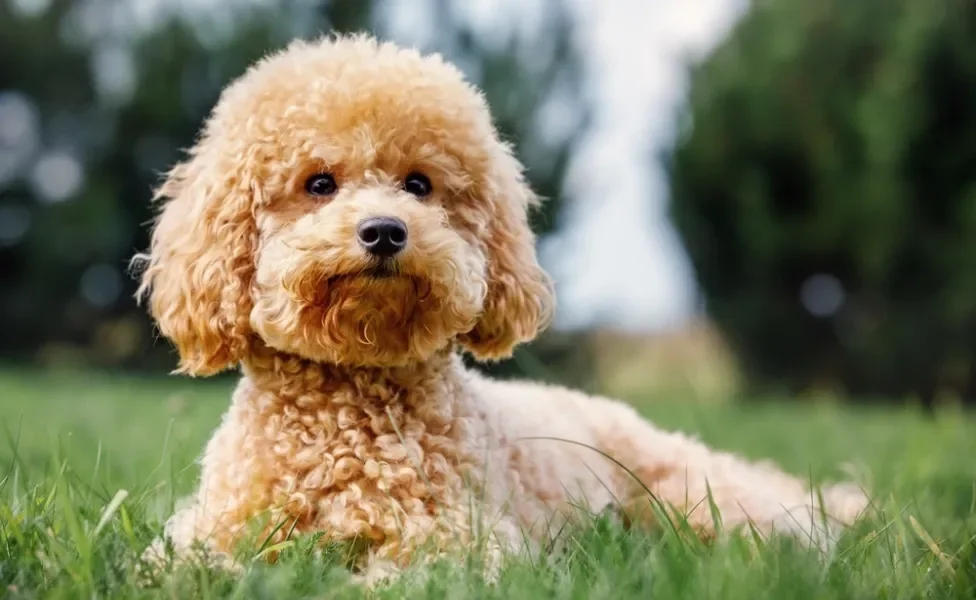 cachorro poodle toy marrom deitado na grama