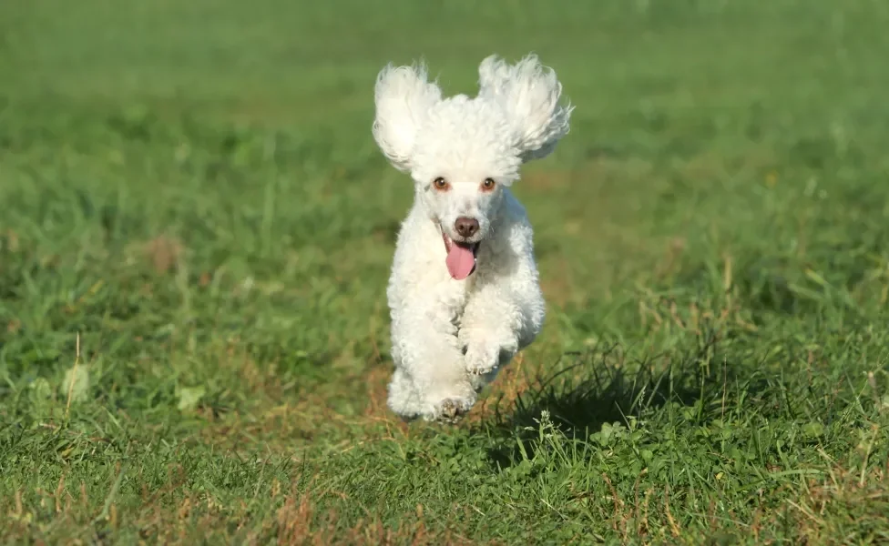 poodle correndo ao ar livre