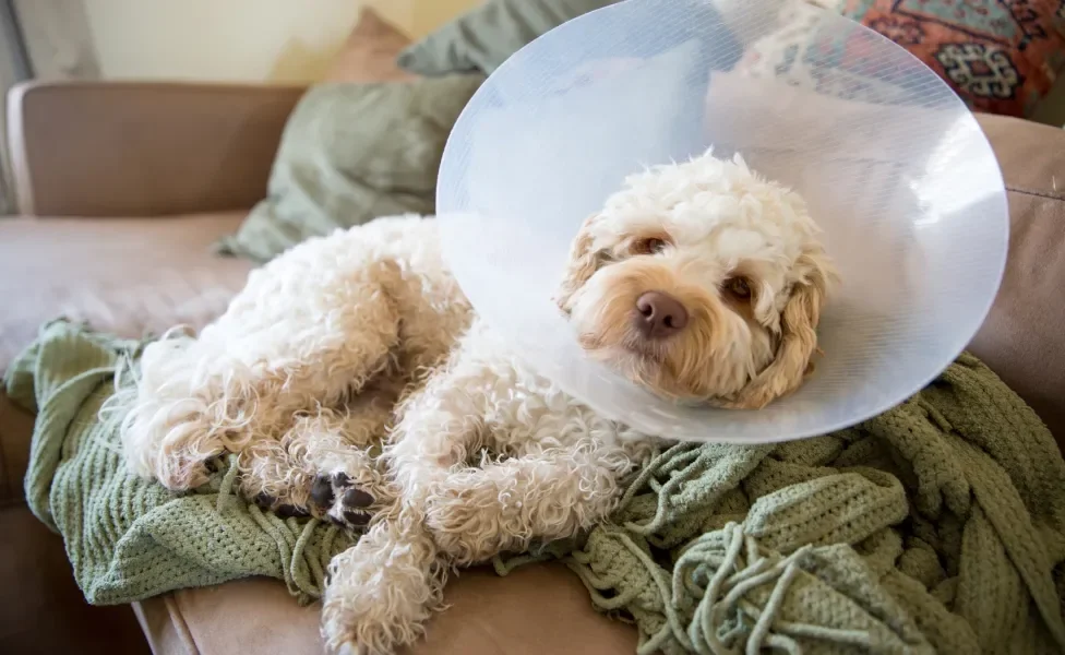 Cachorro usando cone de prevenção no pescoço pós-cirurgia deitado no sofá