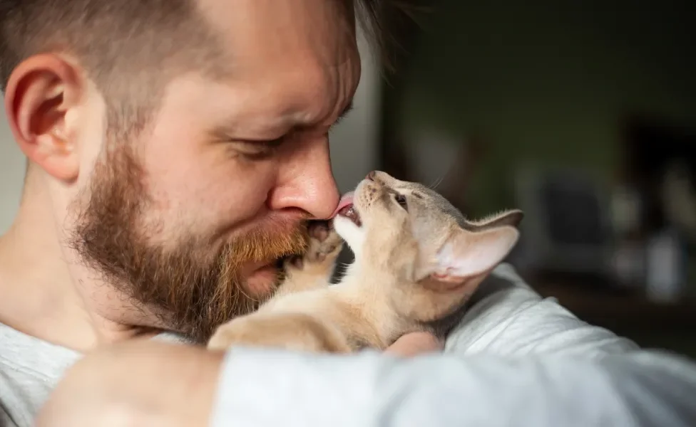 Gatinho lambendo nariz de tutor