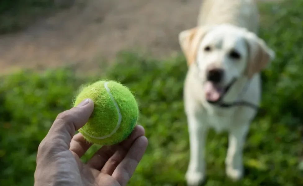 pessoa segurando bola de tênis com cachorro de fundo