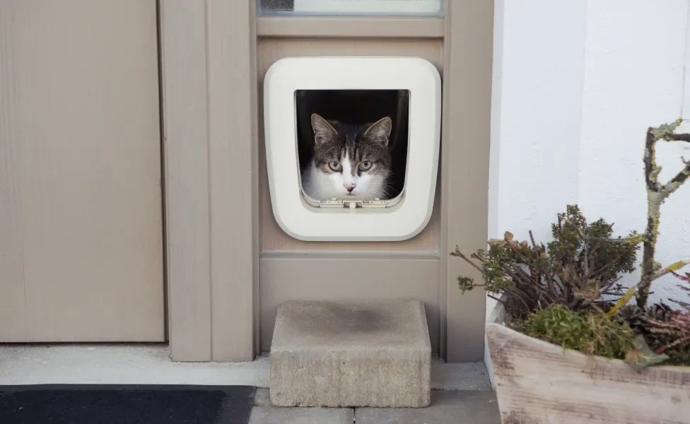 Gato aparece na moldura da sua portinha especial