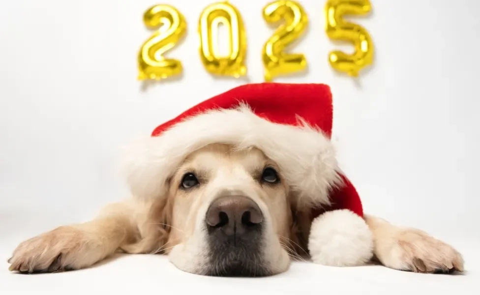 foto de cachorro com 2025 atrás e gorro de natal