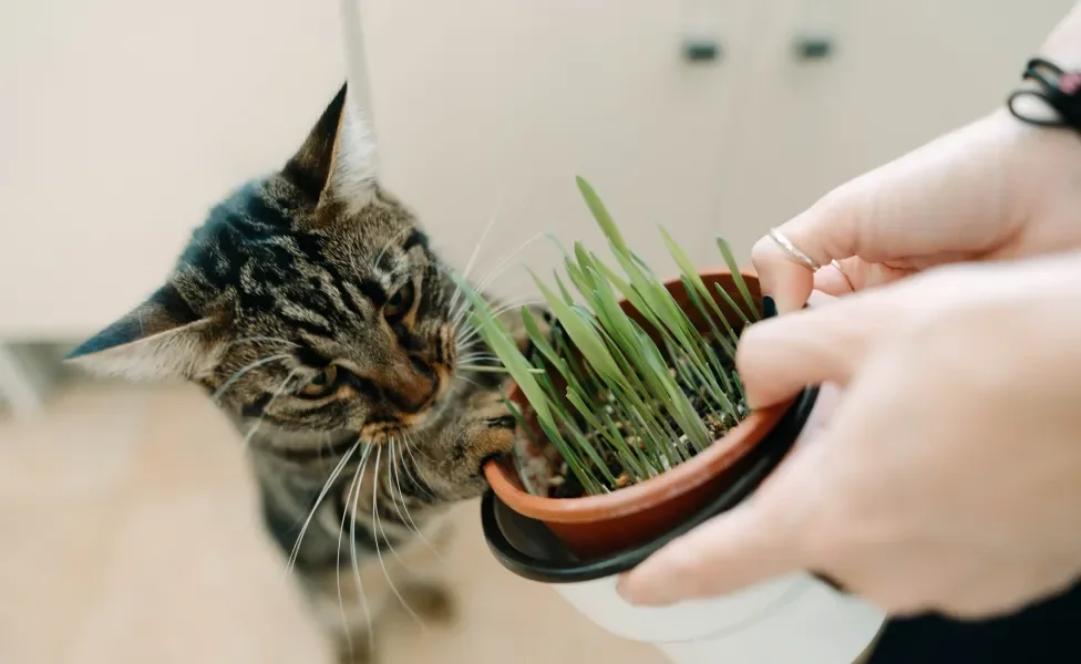 gato cheirando catnip