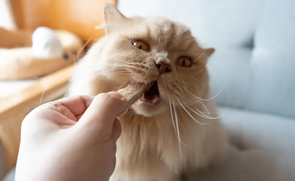 gato comendo petisco