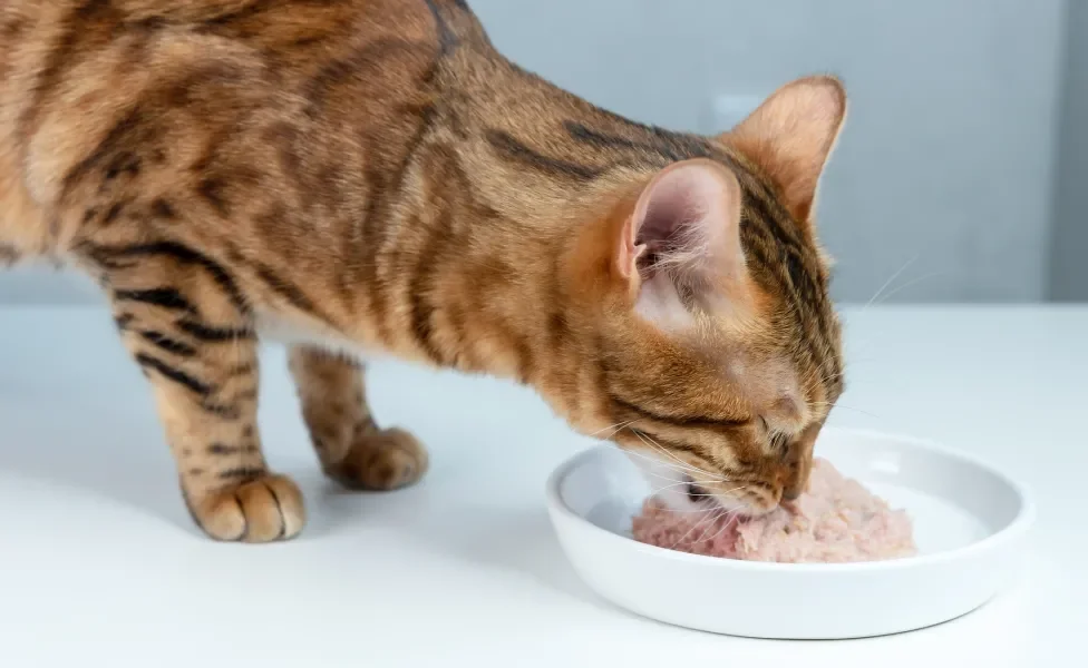 gato comendo sachê