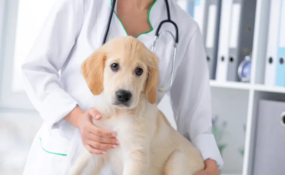 priapismo canino: cachorro no veterinário 