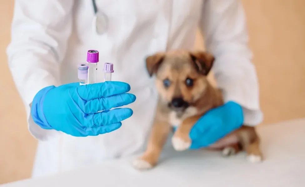 veterinário segurando cachorro e três vacinas