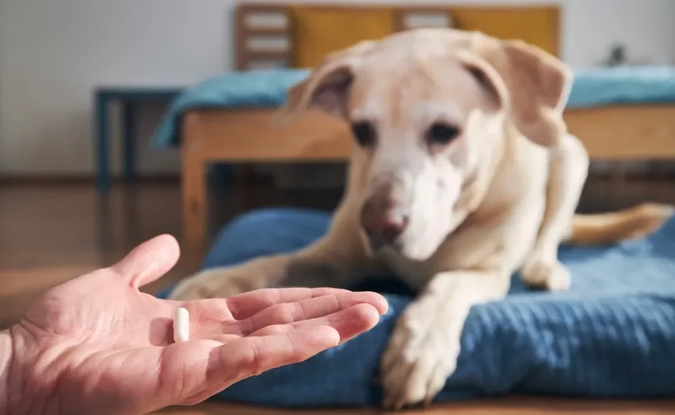 homem segurando probiótico para cachorro nas mãos