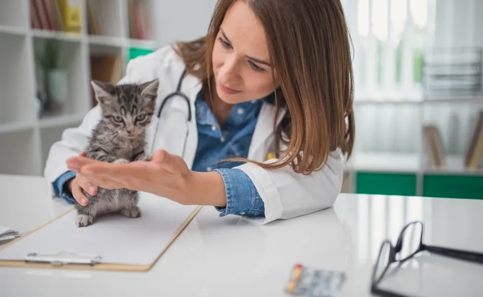 medica veterinária e gato filhote em consultório