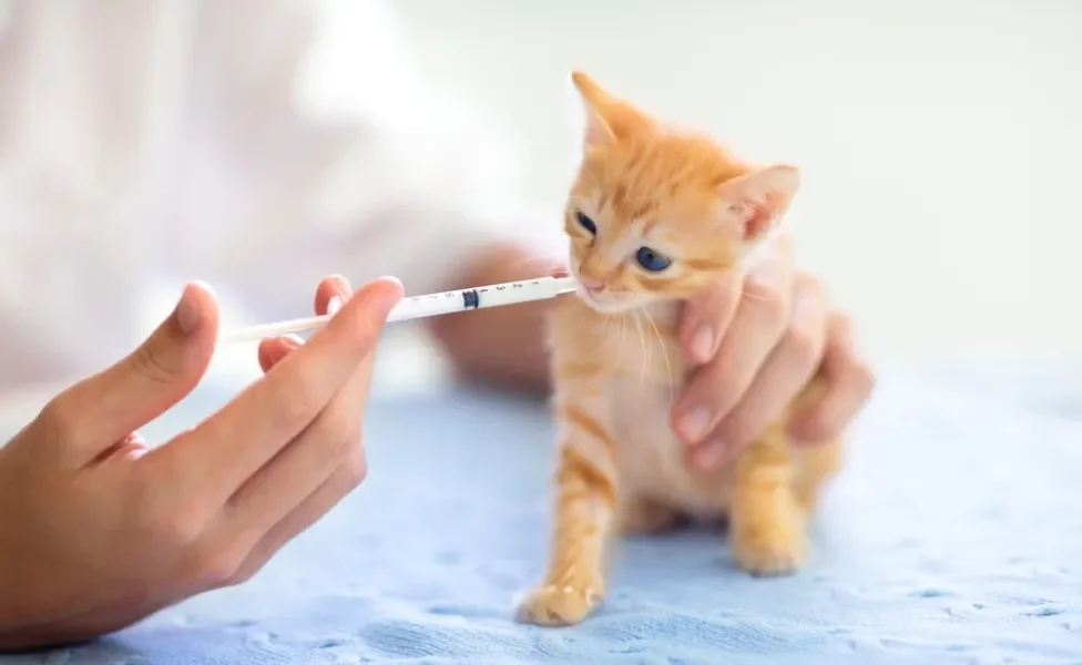 pessoa dando probiótico pet com seringa na boca do gato