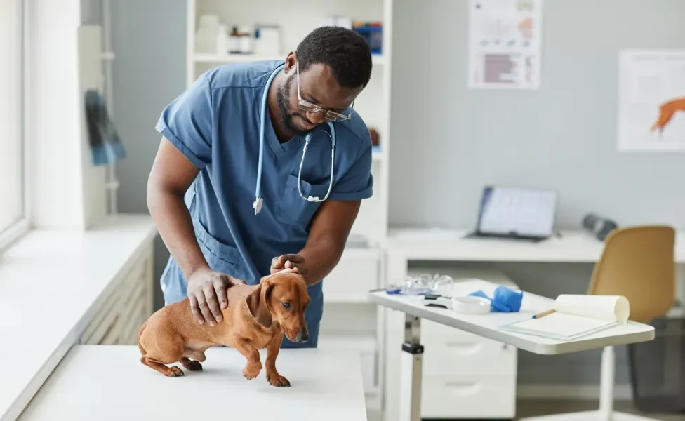 Veterinário examinando cachorro Dachshund marrom em consultório médico