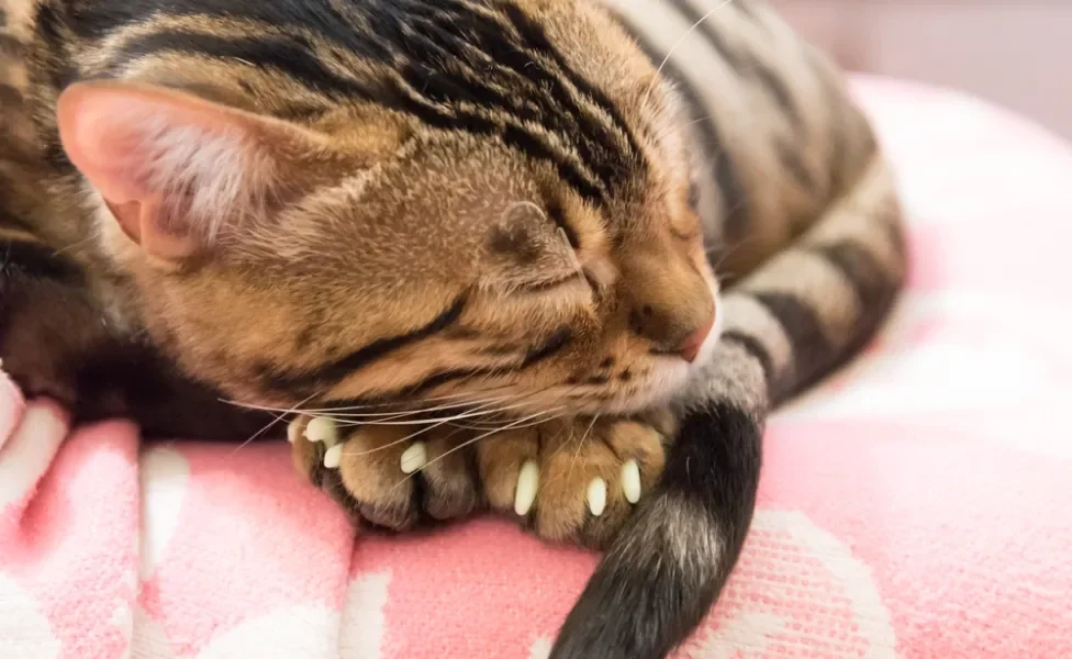 Gato deitado e dormindo com protetor de unhas aparente